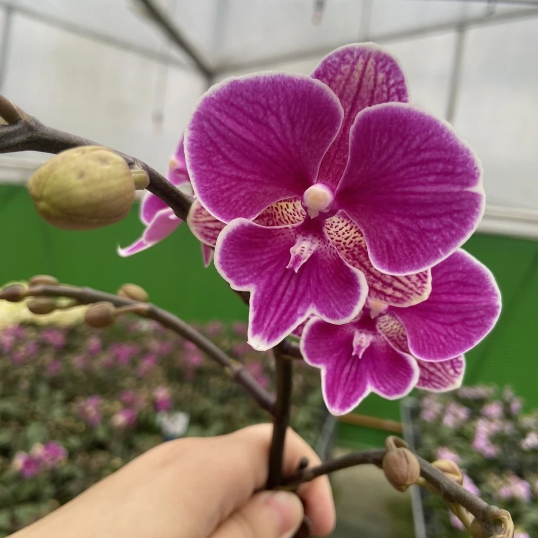 大花舌欧品花红豆