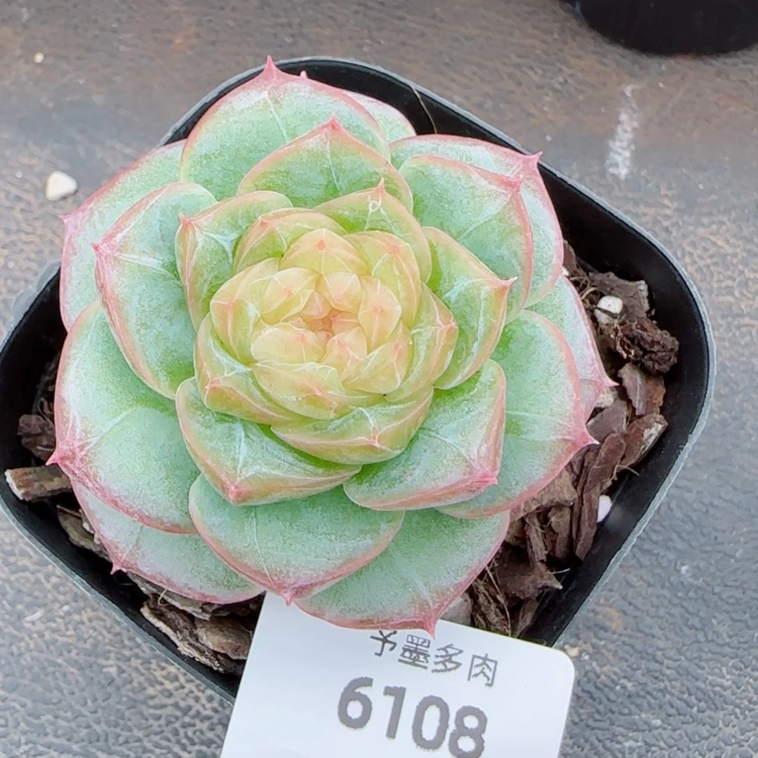 暮光之城，6108多肉植物