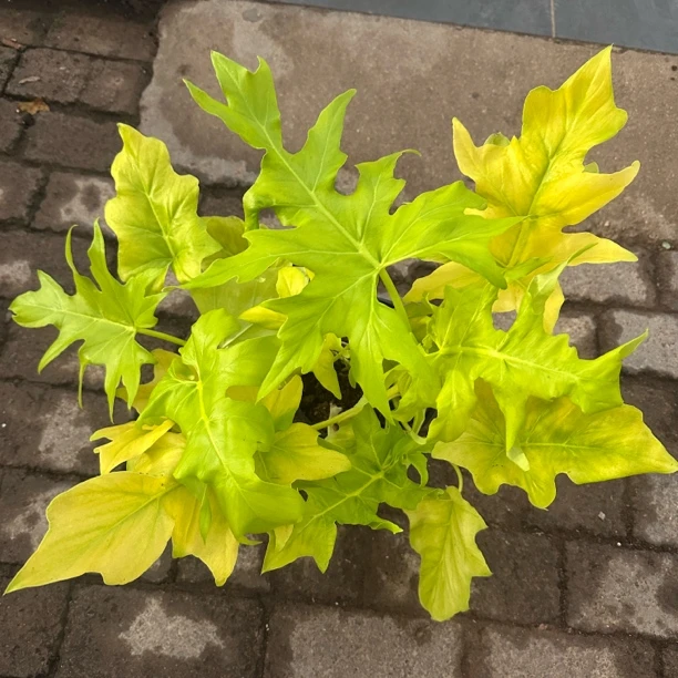 无品牌黄金春雨室内观叶植物好养适合桌面摆放的绿植