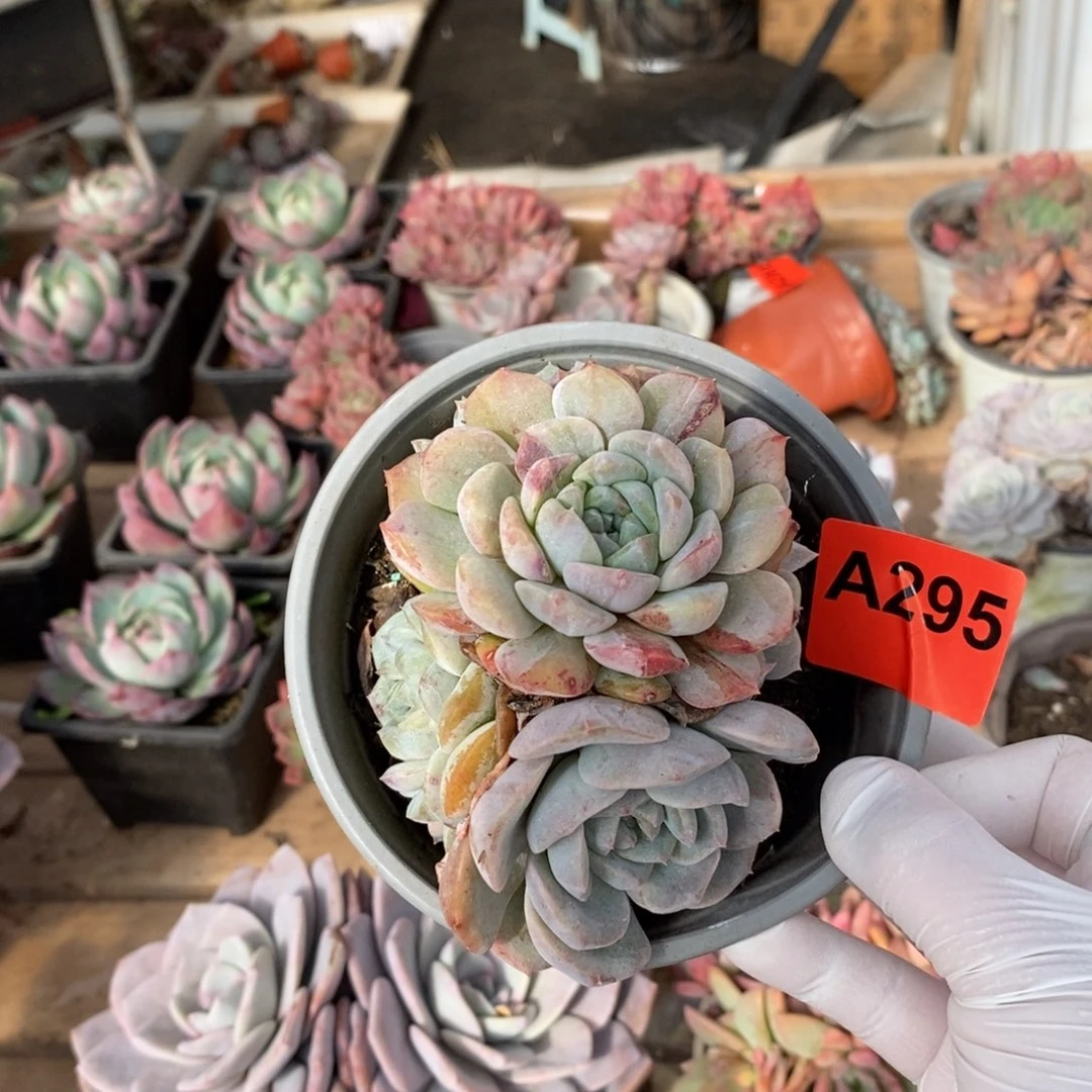 295冰橙老桩一物一拍