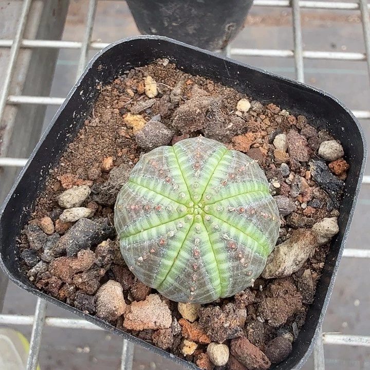 欧洲布纹球2仙人球