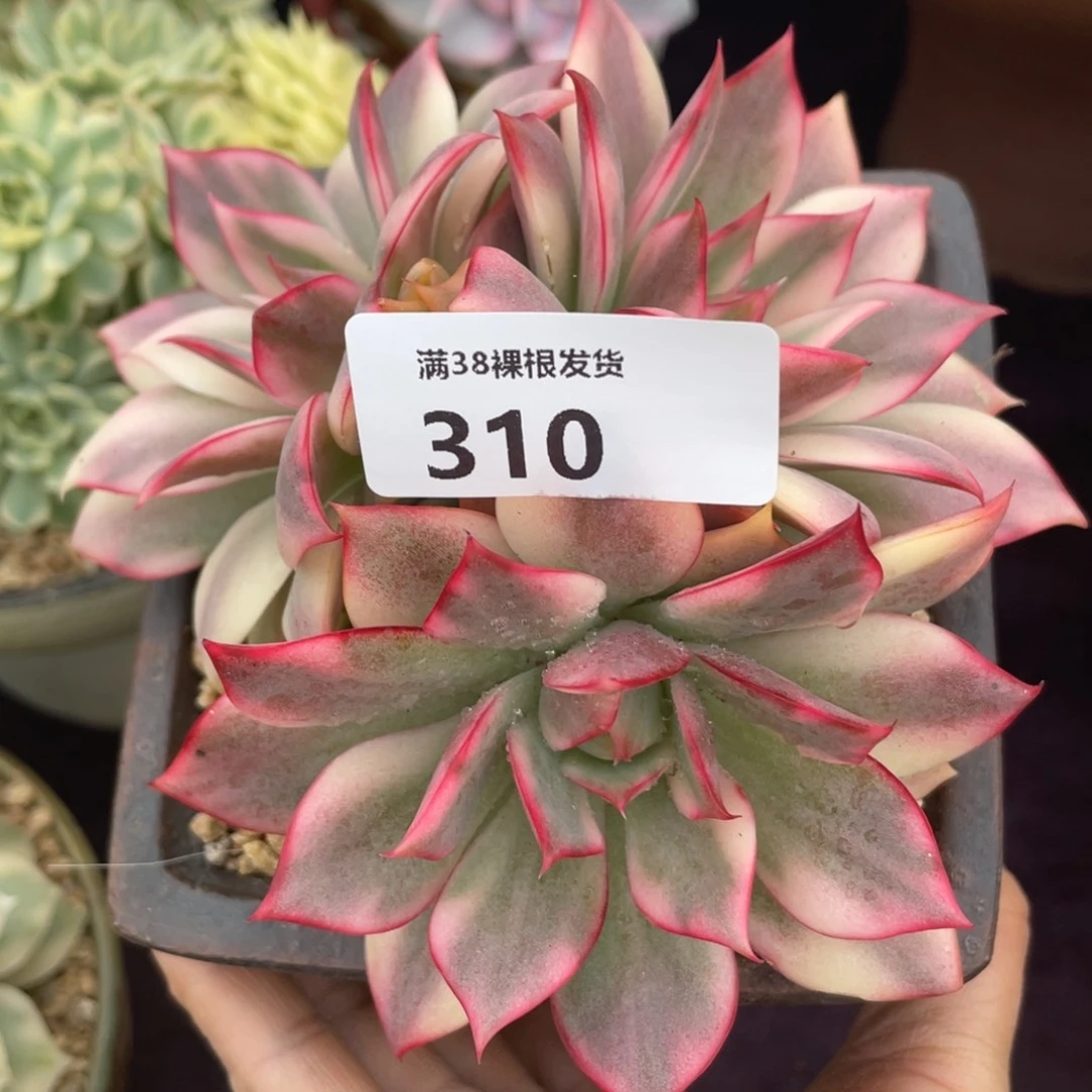 不***°310火焰山三头多肉植物