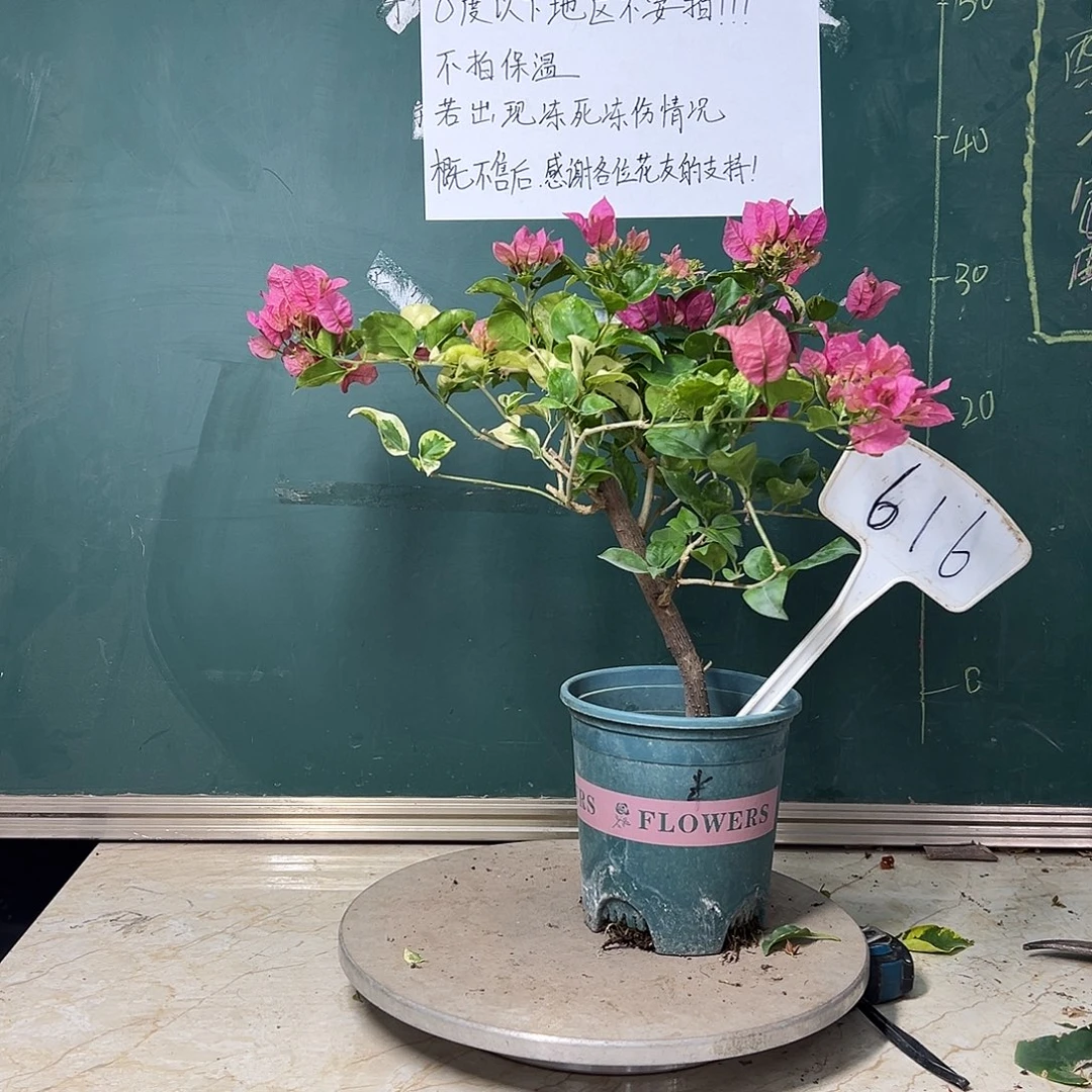 完全开放斑叶米罗绿叶米罗同株 616