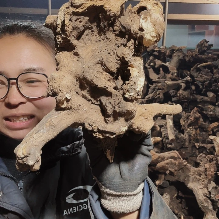 香榧木国*火琉璃的毛料摆件