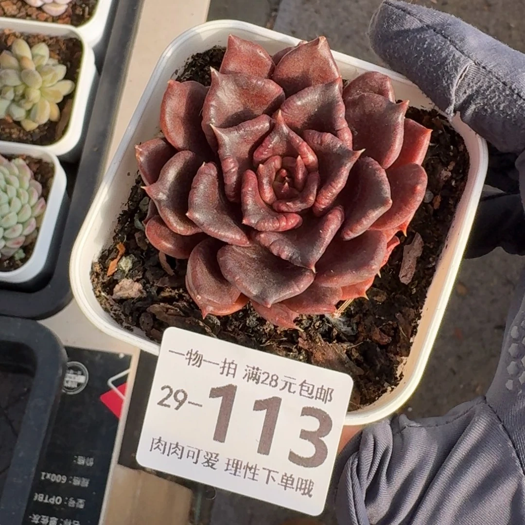 黑饺子无盆土发货无盆