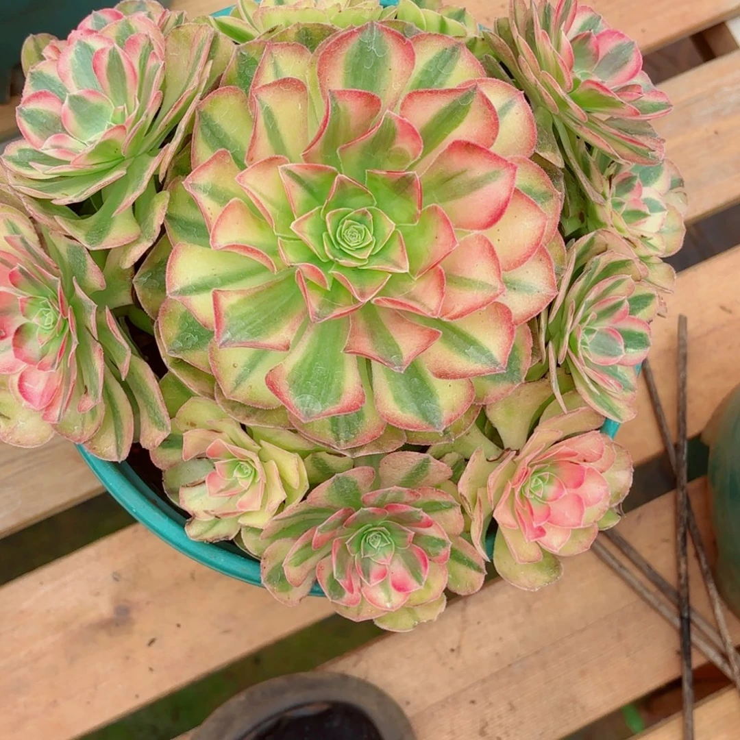 云南多肉植物轮回