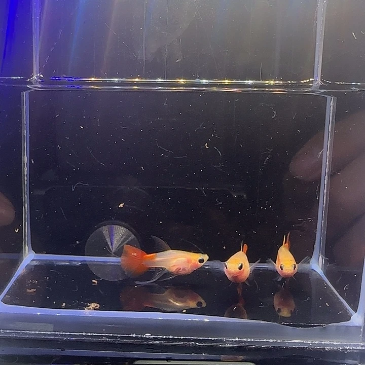 孔雀鱼红礼服短C。8号