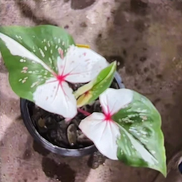 11-0607众神聚会泰国发货