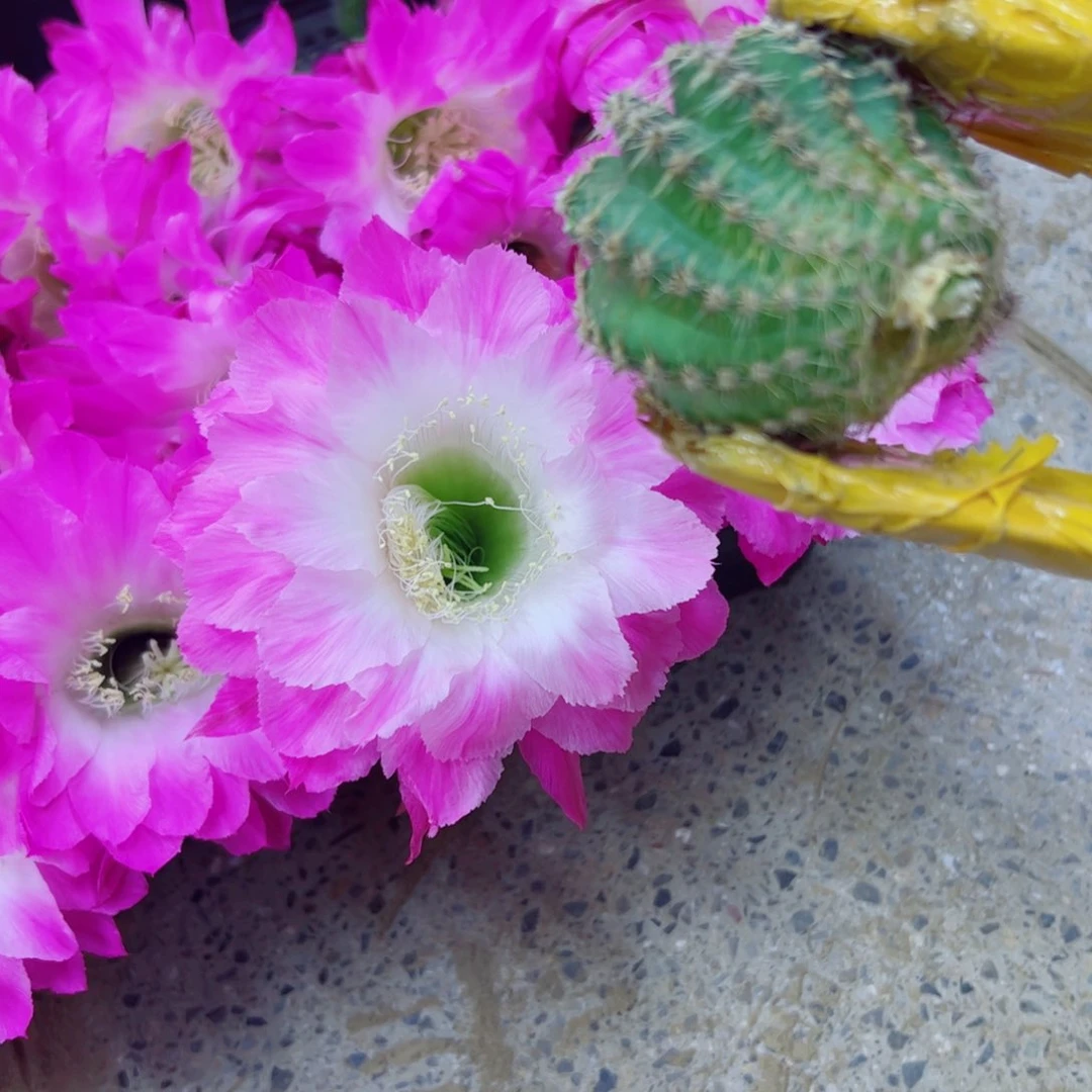 下2彩草105歪无根侧牙4公分左右20包邮