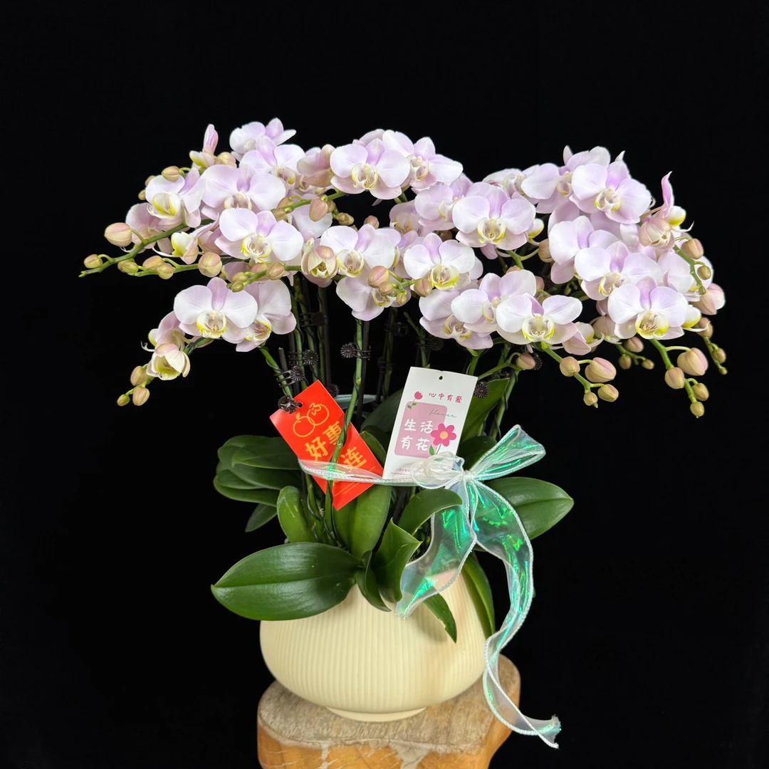 【天使】欧品 稀有白粉色渐变花花 蝴蝶兰 耐开耐摆 室内花卉