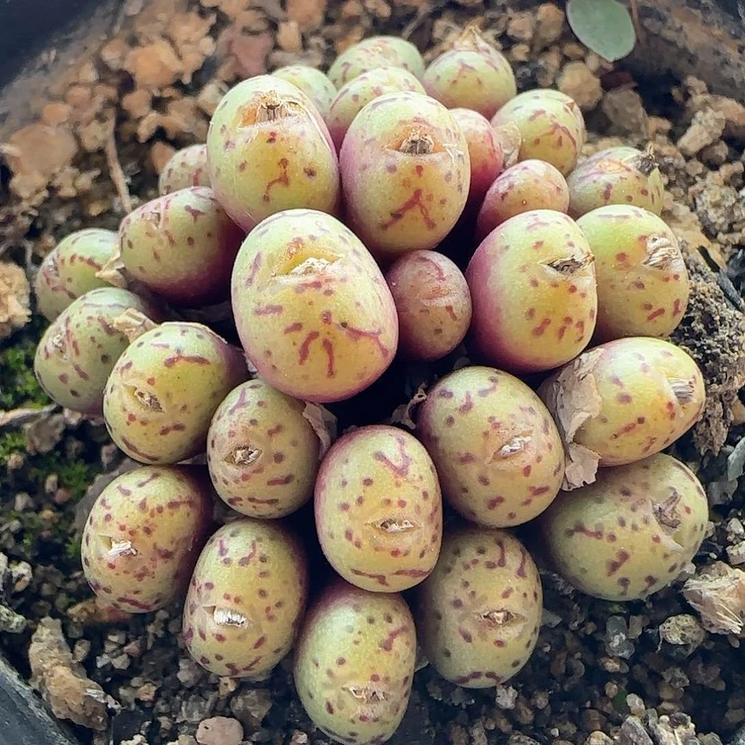 28包邮脱土发货27404