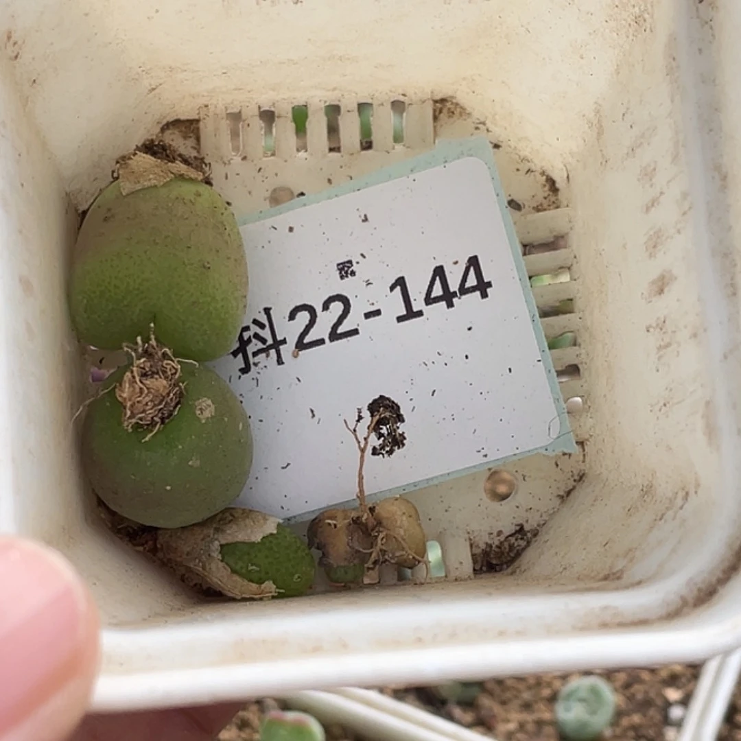 ⌓***⌓22-144肉锥多肉植物