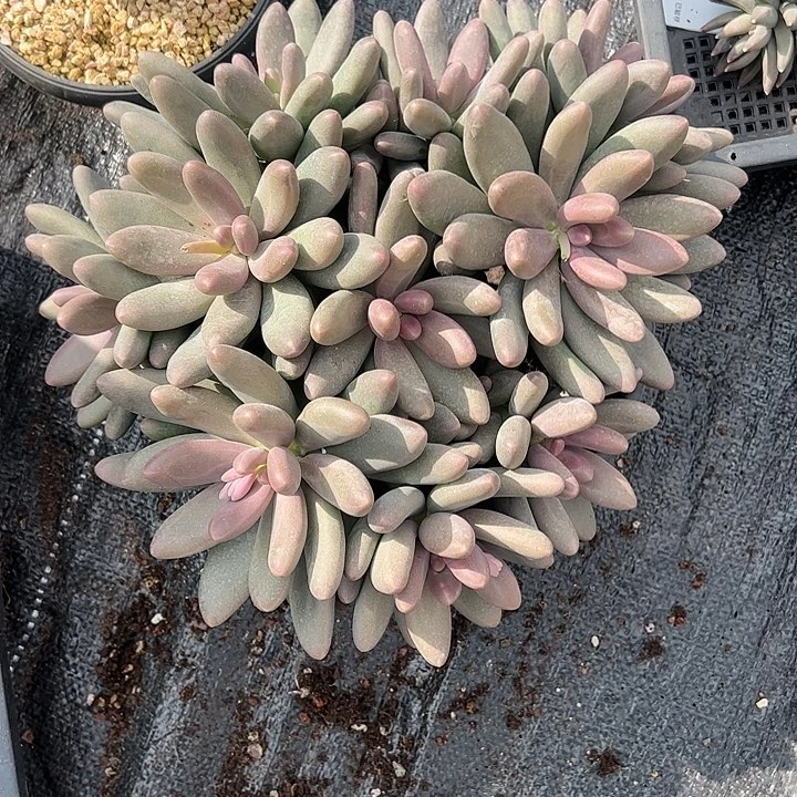 【闪购商品】糖果美人大群