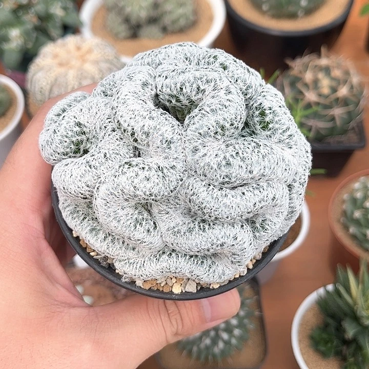姬春星缀化开花好看