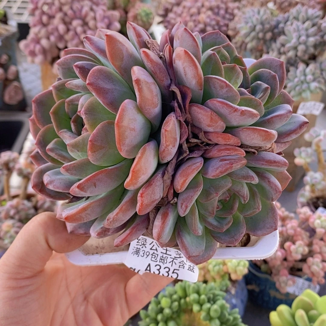 侧影12cm335多肉植物