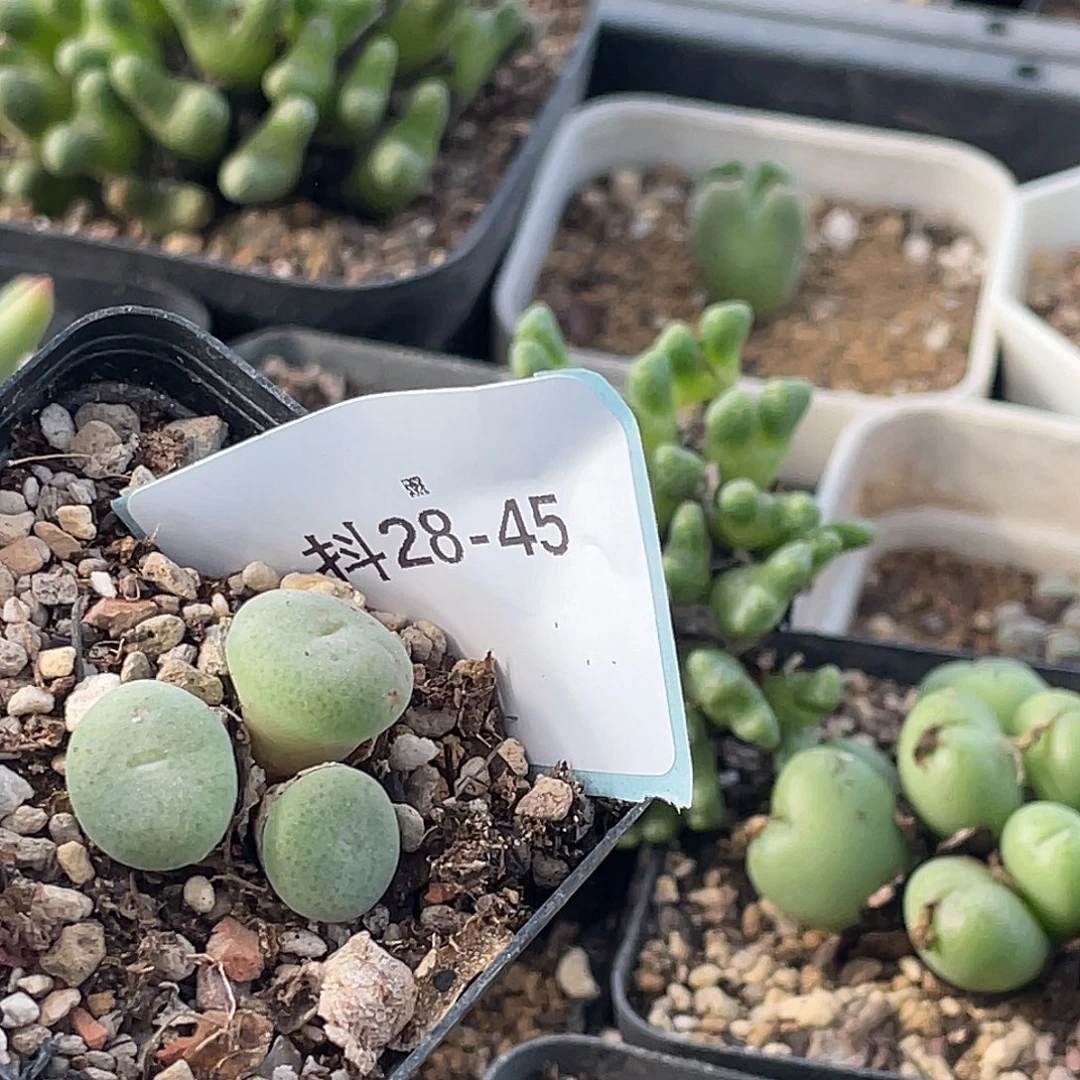 5***928-45肉锥多肉植物