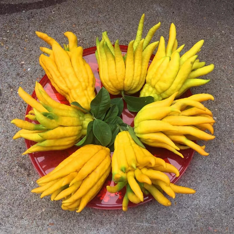 金华佛手水培水养闻香观赏佛手柑花