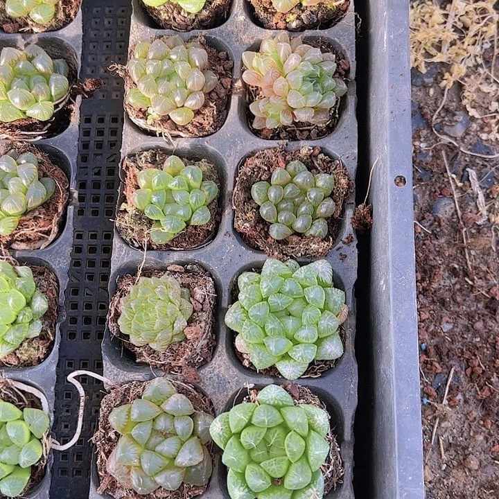 鸟*直播福利一物一拍41