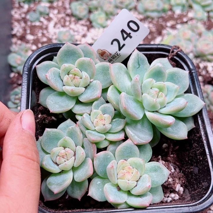 月***凉多肉植物多肉植物