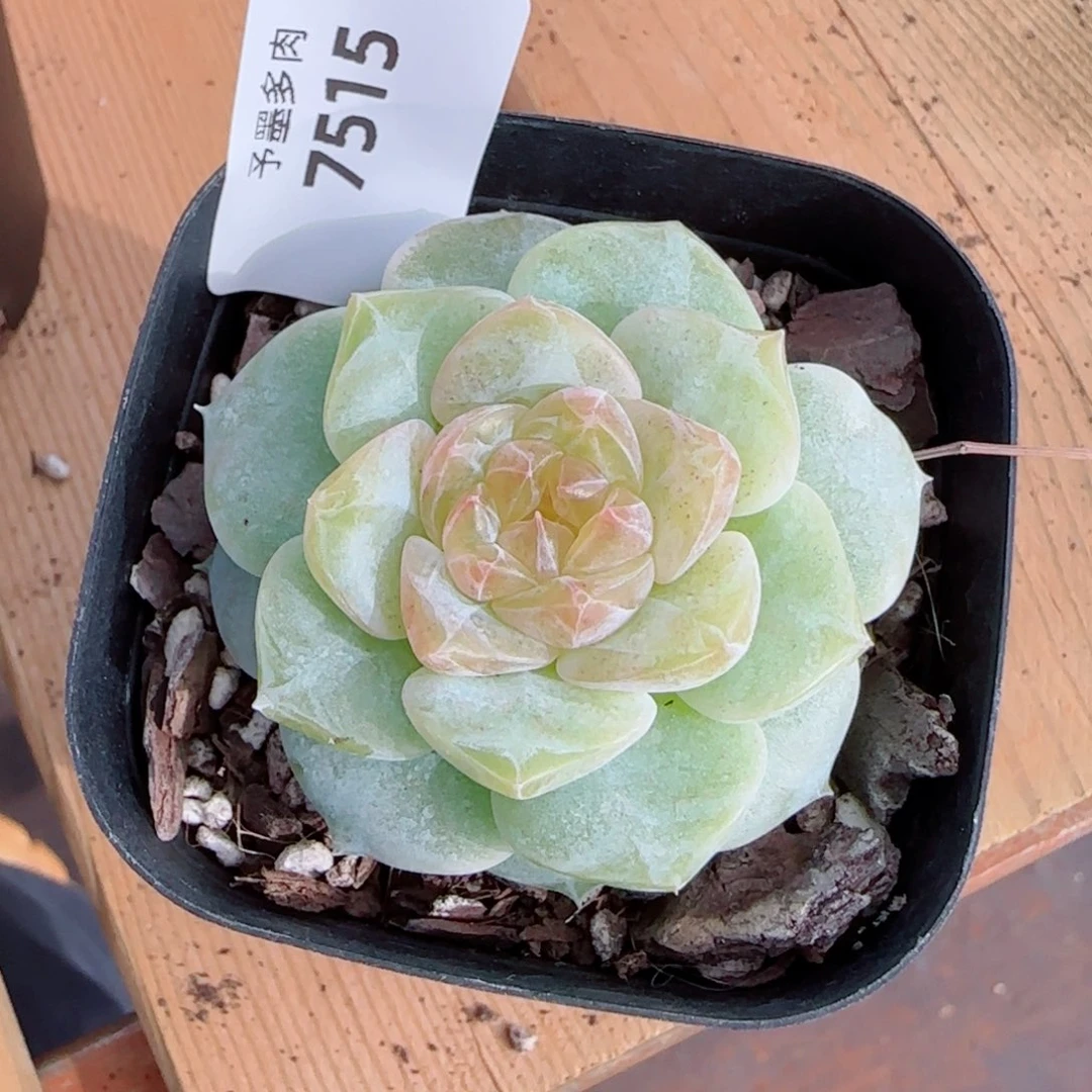 新品，奶芙，7515多肉植物