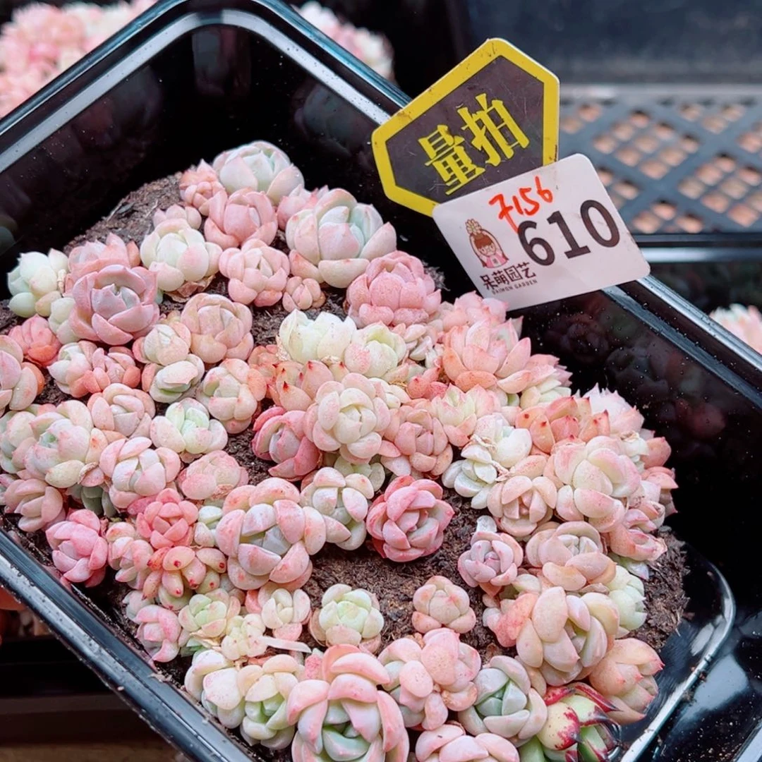 当前无花朵，栽培后可花朵