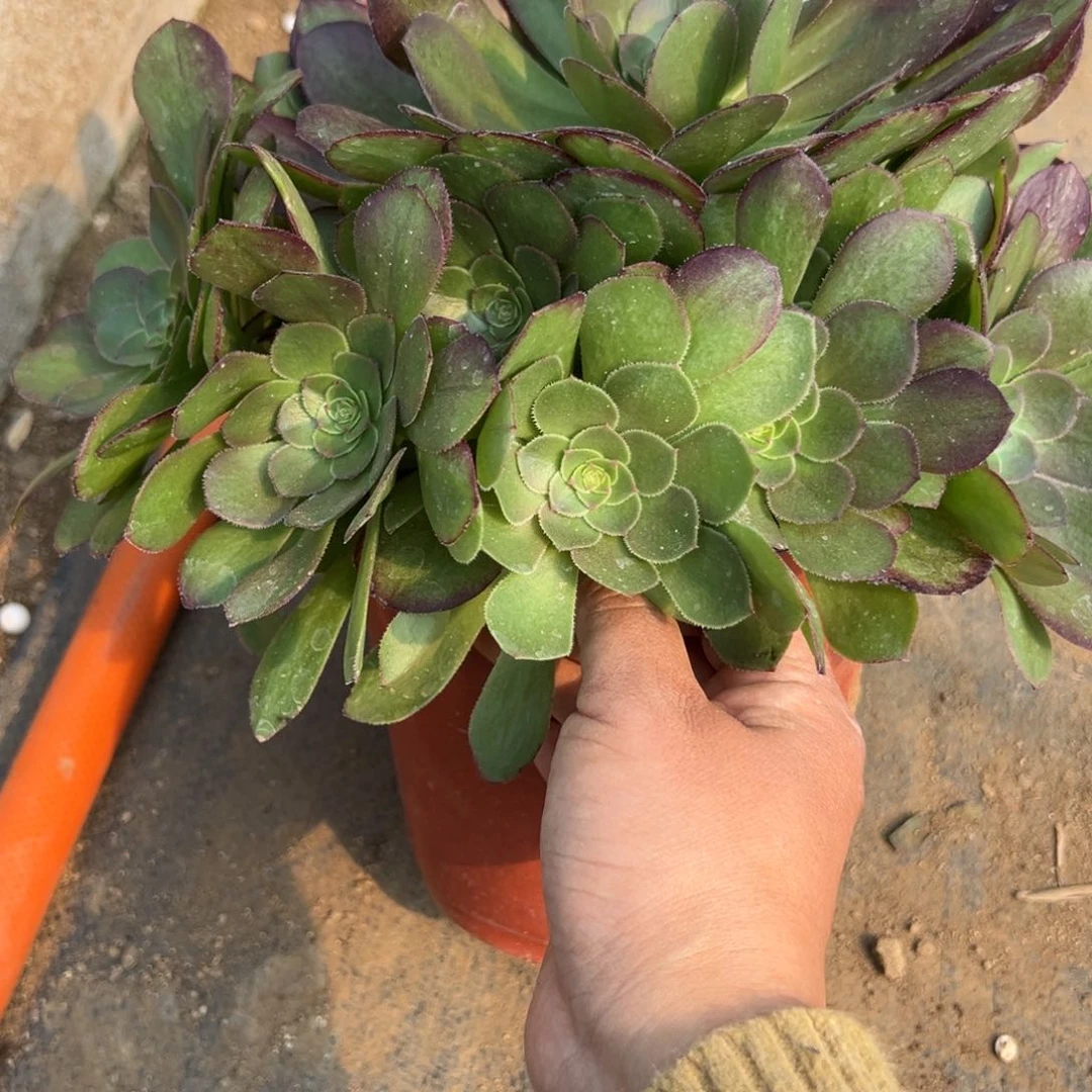 356雨荷多肉植物一