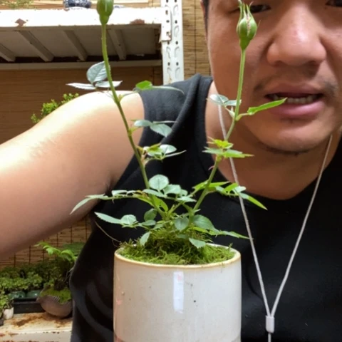 红陶啊****啊一物一拍所见即所得145