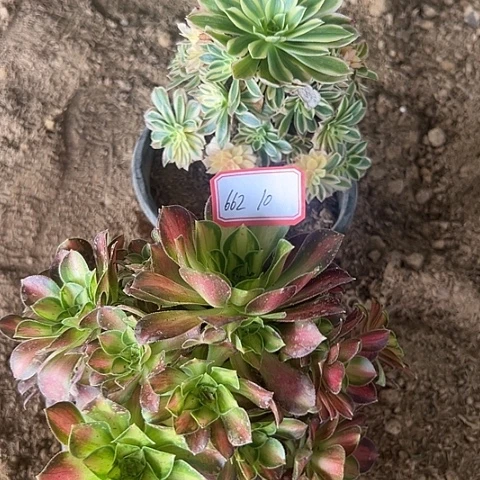 多肉植物韶华662