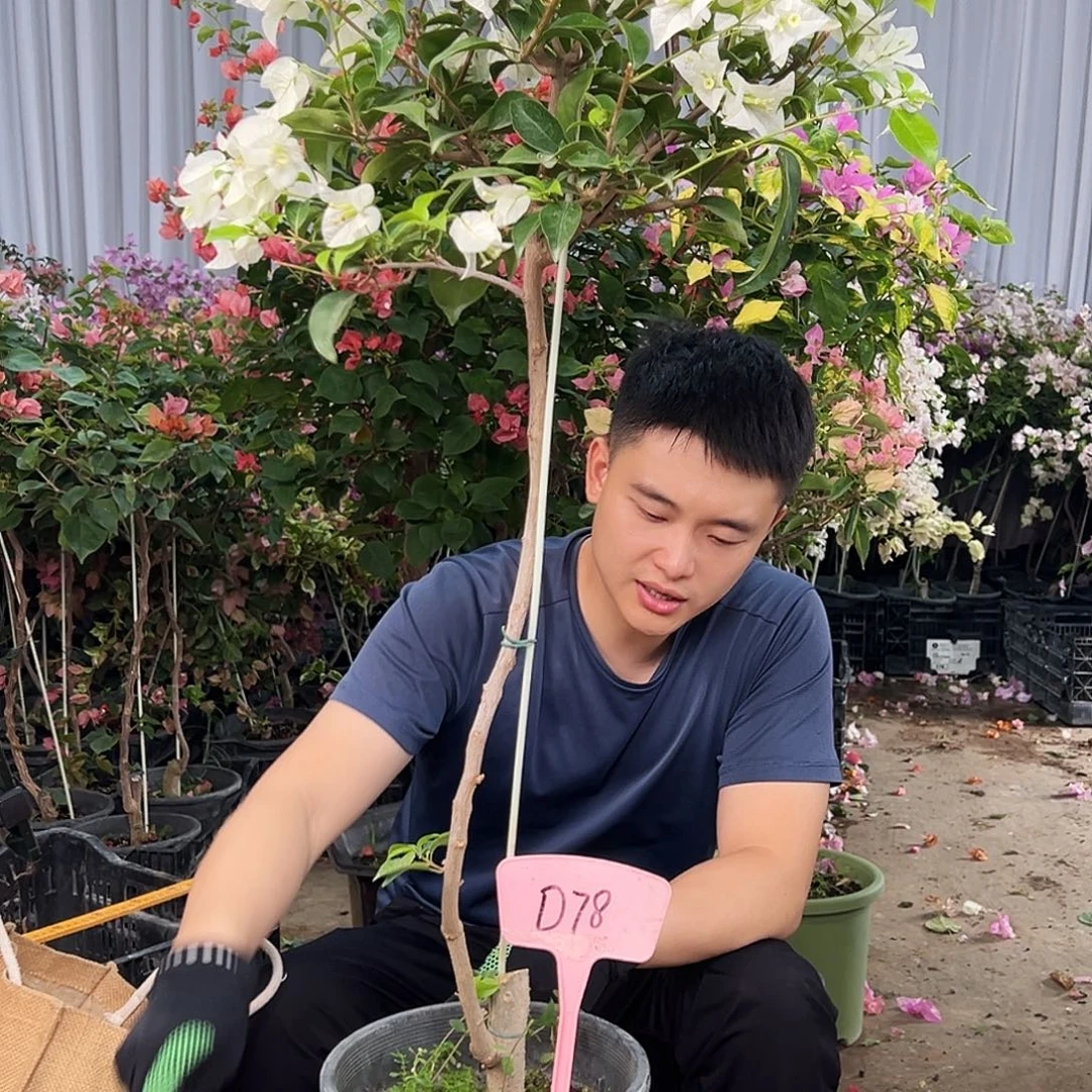 爱***绳大部分花苞少量开放D78白雪