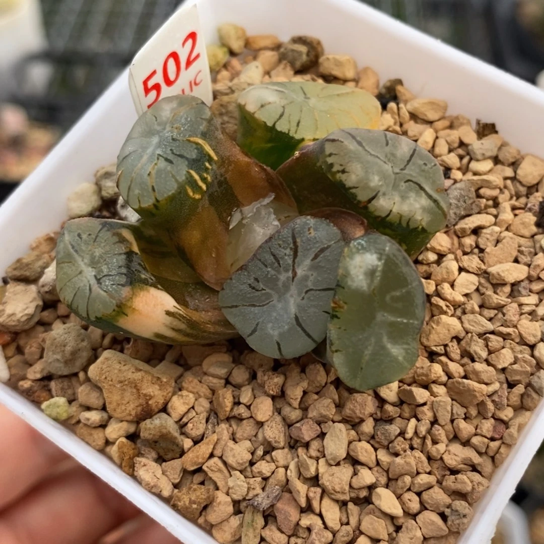 502大紫万象锦一物一图