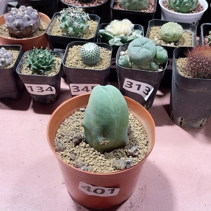 401程程柱仙人球