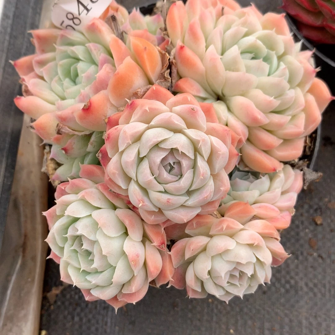 5848新年快乐发发发