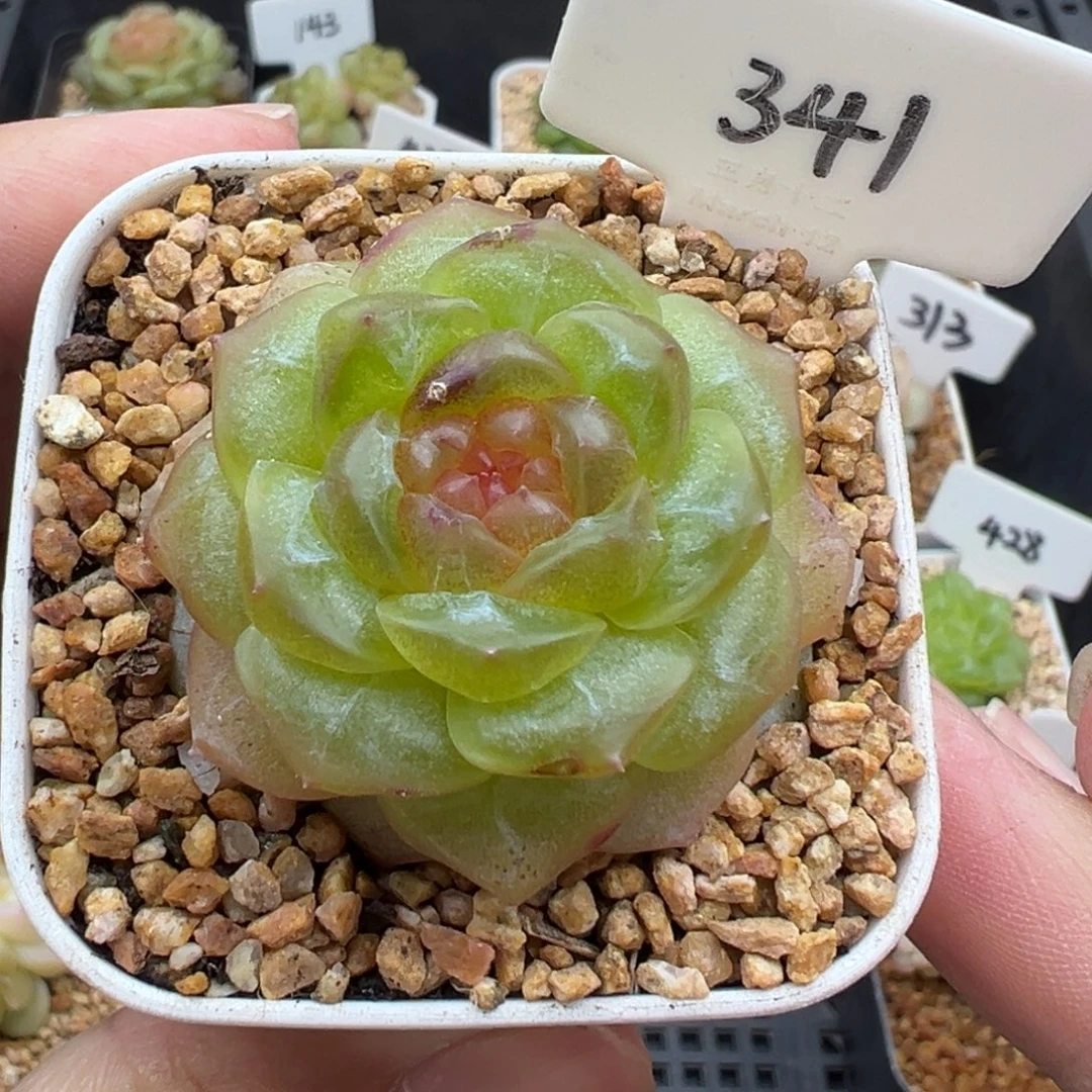 341号无尽灯小叶伤 晗雨