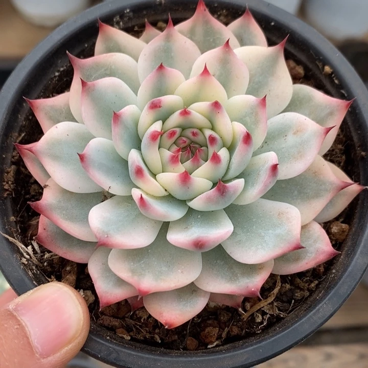 吉娃娃锦多肉植物A2971