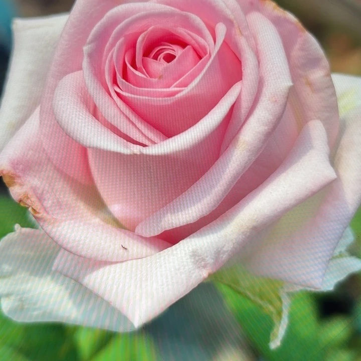 无花朵扎伊娜小苗