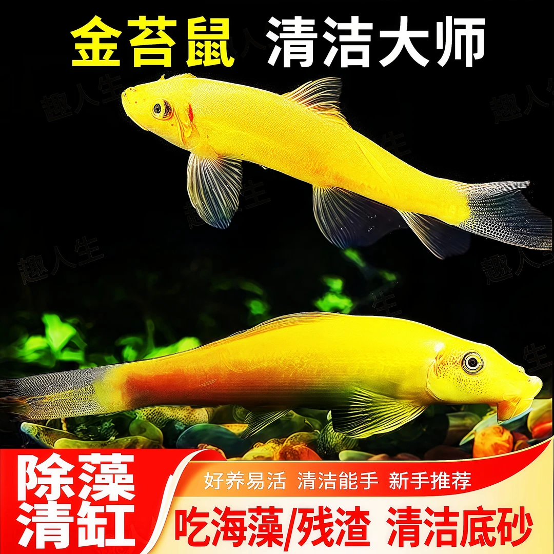 清道夫清洁鱼金苔鼠鱼热带观赏鱼青苔鼠老鼠鱼鱼缸除藻小型工具鱼