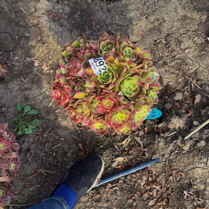 白凤花29-47包邮花花