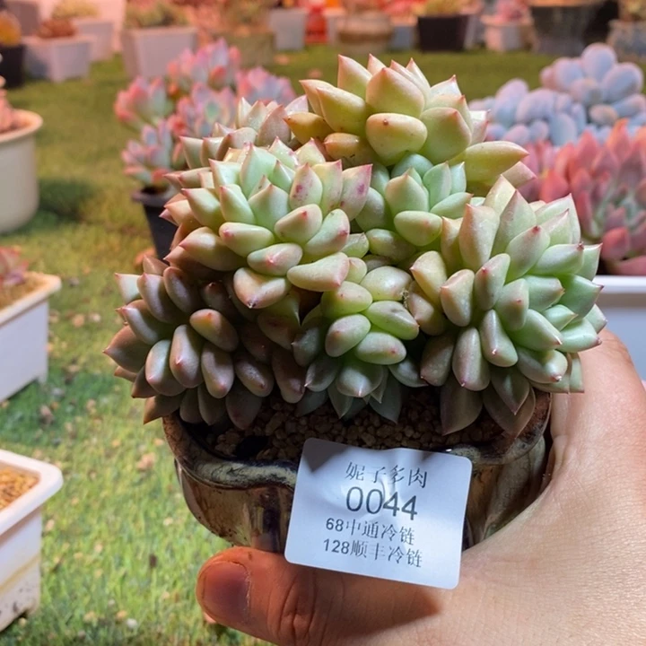 0044啊啊啊啊啊啊啊啊啊啊啊