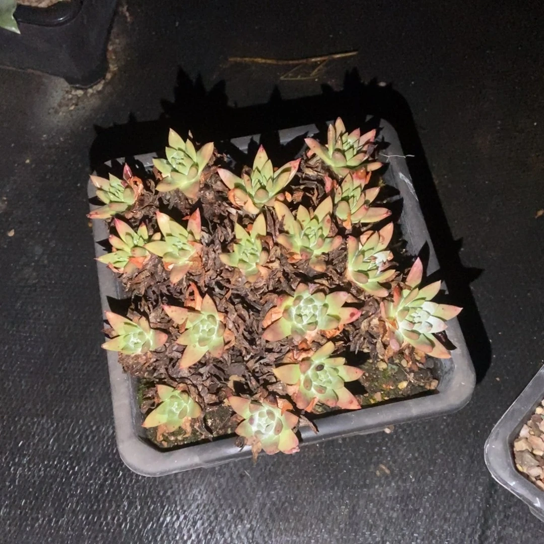 白姆多肉植物啦啦啦