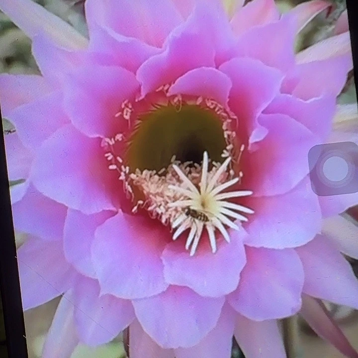 佛拉门戈侧芽5公分左右毛花柱（20包邮）