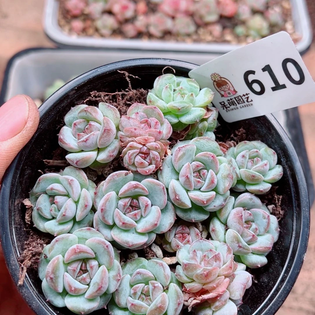 多肉植物多肉植物