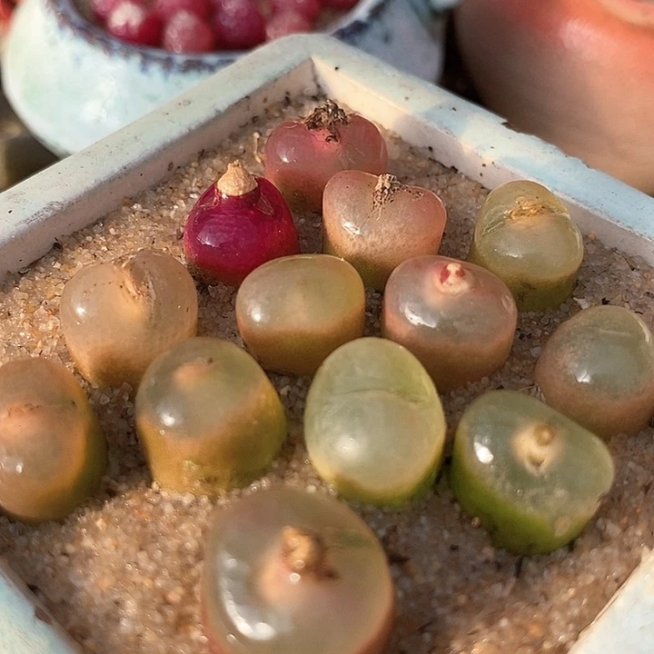 冰魄杂吕红一颗