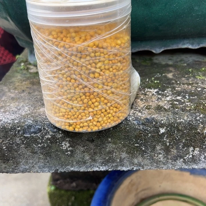 无花朵盆景通用型