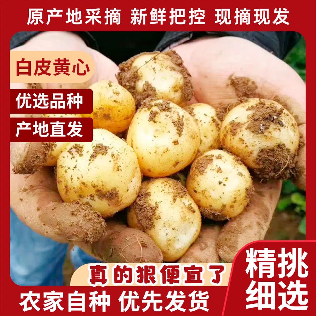 【云南德宏小土豆】农家自种正宗黄心马铃薯高原沙地种植土豆