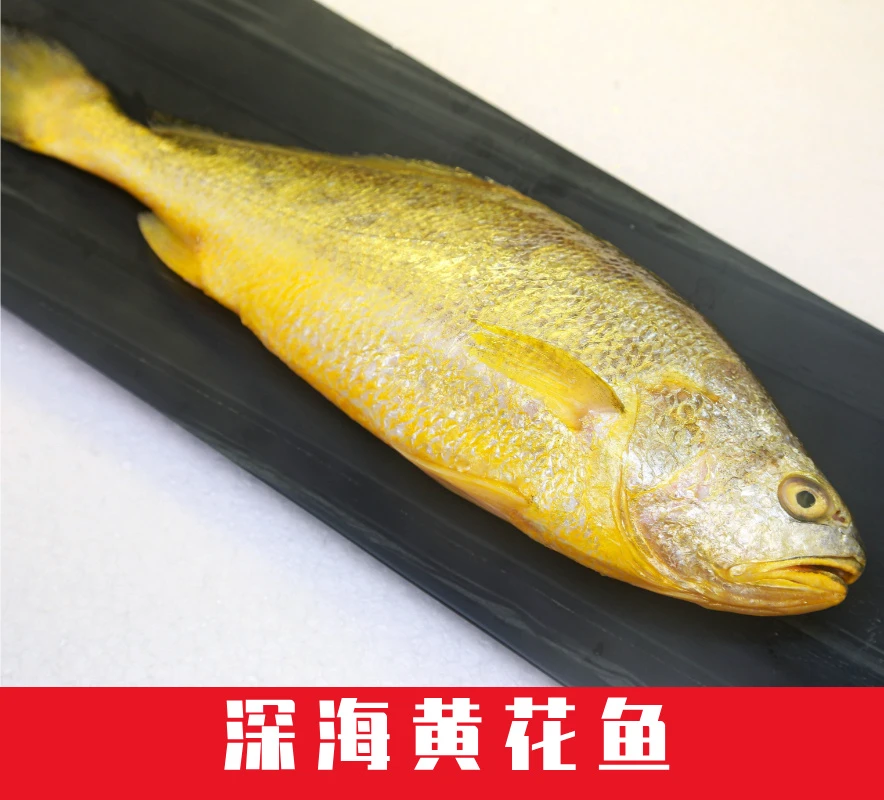 [深海黄花鱼]3条大黄鱼现捕新鲜冰鲜顺丰发货