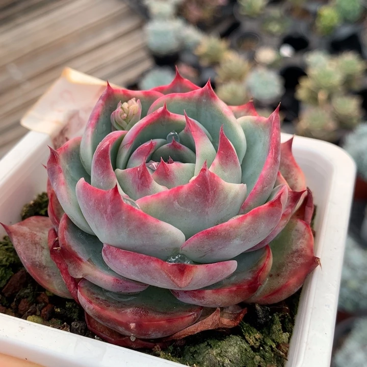 惊鸿仙子多肉植物