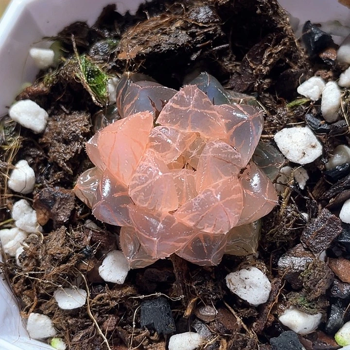 707糊斑绯桃锦特选福利