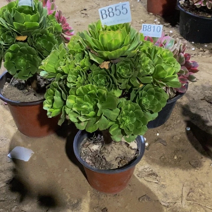 错***景琉璃855。