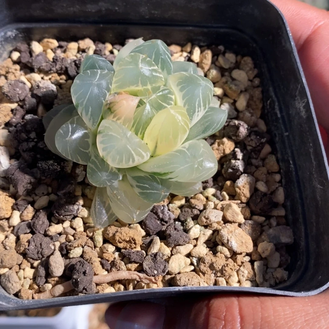 一颗水晶系糊斑雨露锦 有伤 开播福利