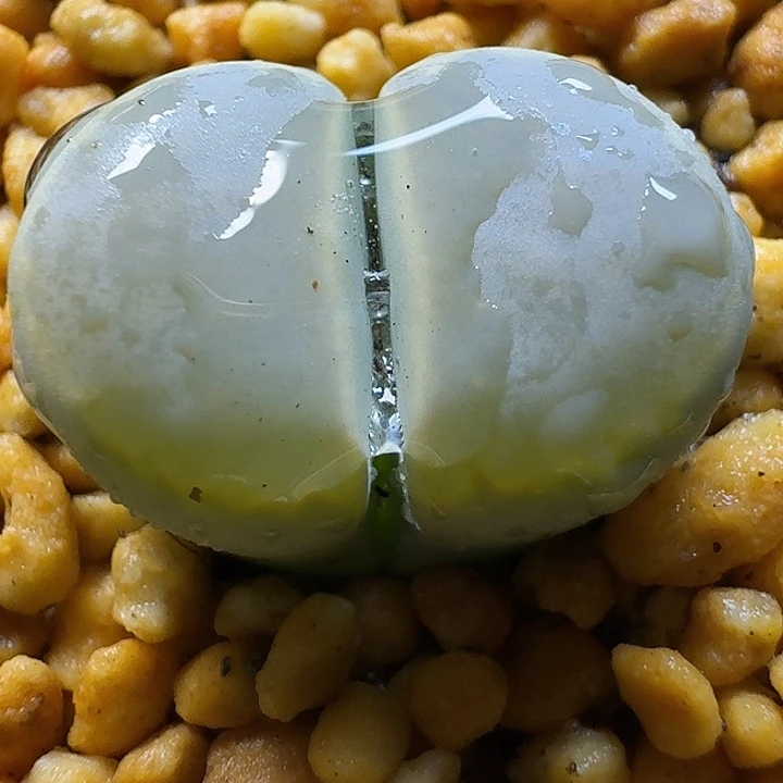 生石花2:：。在。 52号 1.7左右